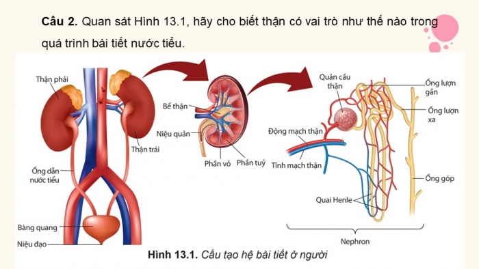 Giáo án điện tử Sinh học 11 chân trời Bài 13: Bài tiết và cân bằng nội môi