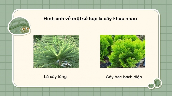 Giáo án điện tử KHTN 7 cánh diều – Phần sinh học bài 18: Quang hợp ở thực vật