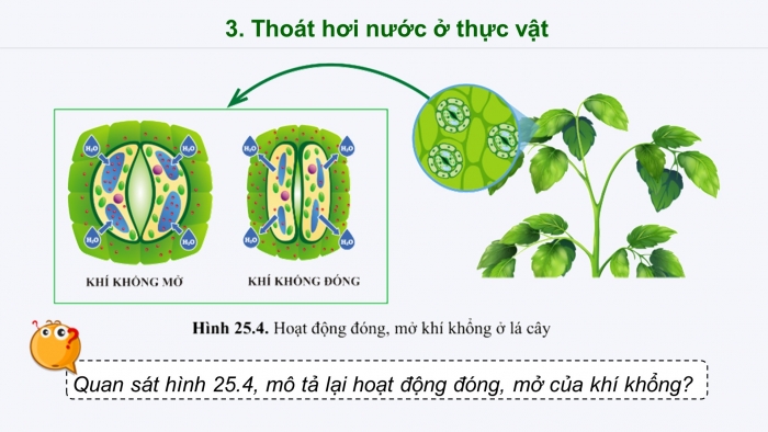 Giáo án điện tử KHTN 7 cánh diều – Phần sinh học bài 25: Trao đổi nước và các chất dinh dưỡng ở thực vật