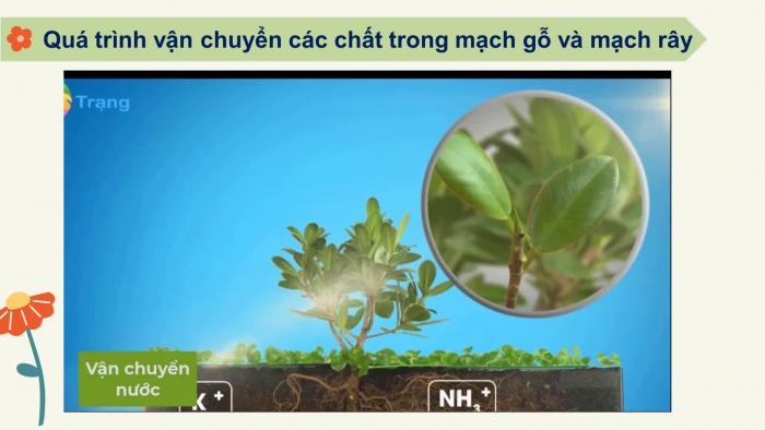 Giáo án điện tử KHTN 7 chân trời – Phần sinh học bài 29: Trao đổi nước và các chất dinh dưỡng ở thực vật