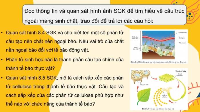 Giáo án điện tử sinh học 10 cánh diều bài 8: Cấu trúc của tế bào nhân thực