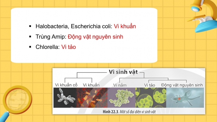 Giáo án điện tử sinh học 10 chân trời bài 22: Khái quát về vi sinh vật