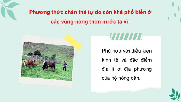 Giáo án powerpoint công nghệ 11 - Công nghệ chăn nuôi cánh diều