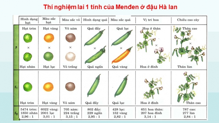 Giáo án điện tử sinh học 9 bài 1: Menđen và di truyền học