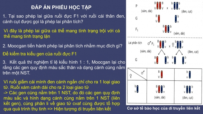 Giáo án điện tử sinh học 9 bài 13: Di truyền liên kết