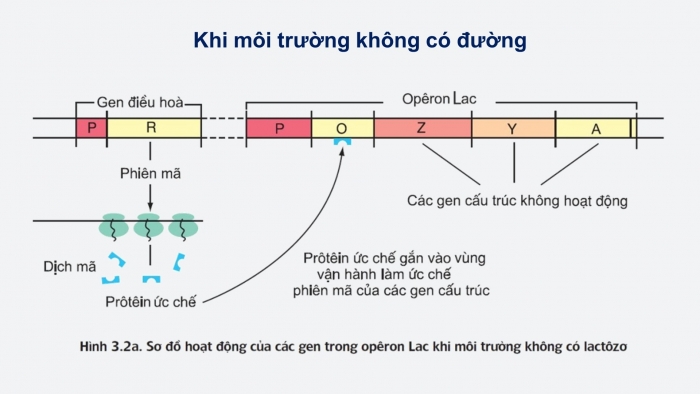 Giáo án điện tử Sinh học 12 bài 3: Điều hoà hoạt động gen