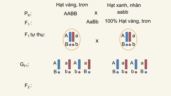 Giáo án điện tử Sinh học 12 bài 9: Quy luật Menđen: Quy luật phân li độc lập