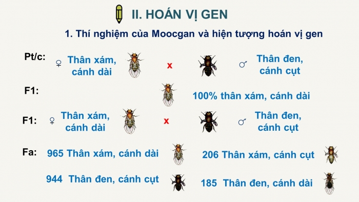 Giáo án điện tử Sinh học 12 bài 11: Liên kết gen và hoán vị gen