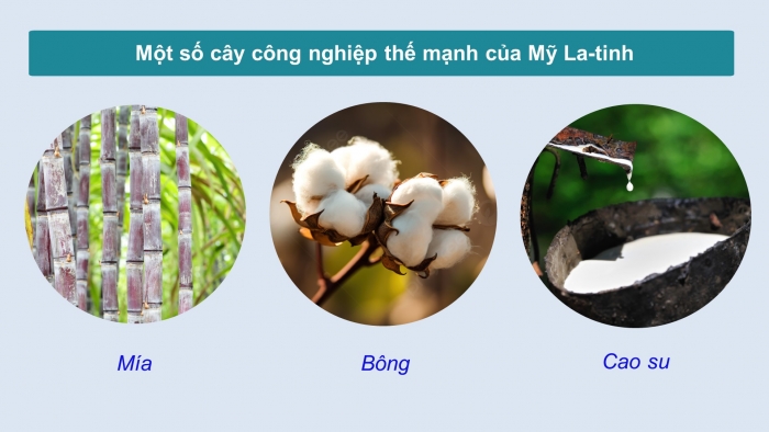 Giáo án điện tử Địa lí 11 cánh diều Bài 7: Vị trí địa lí, điều kiện tự nhiên, dân cư, xã hội và kinh tế khu vực Mỹ La-tinh (Phần 2)