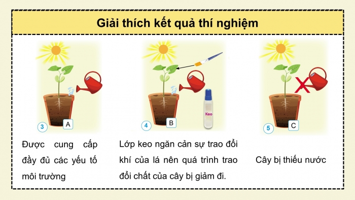 Giáo án điện tử Khoa học 4 cánh diều Bài 13: Nhu cầu sống của thực vật và chăm sóc cây trồng (P1)