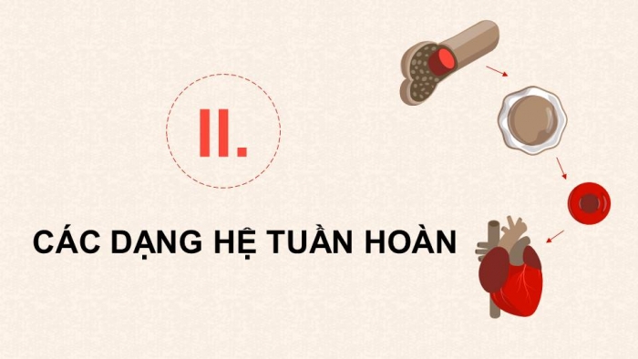 Giáo án điện tử Sinh học 11 chân trời Bài 10: Tuần hoàn ở động vật (P1)