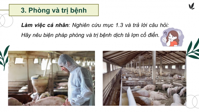 Giáo án điện tử Công nghệ chăn nuôi 11 cánh diều Bài 13: Phòng, trị một số bệnh phổ biến ở lợn