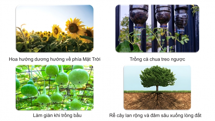 Giáo án điện tử Sinh học 11 chân trời Bài 16: Thực hành: Cảm ứng ở thực vật