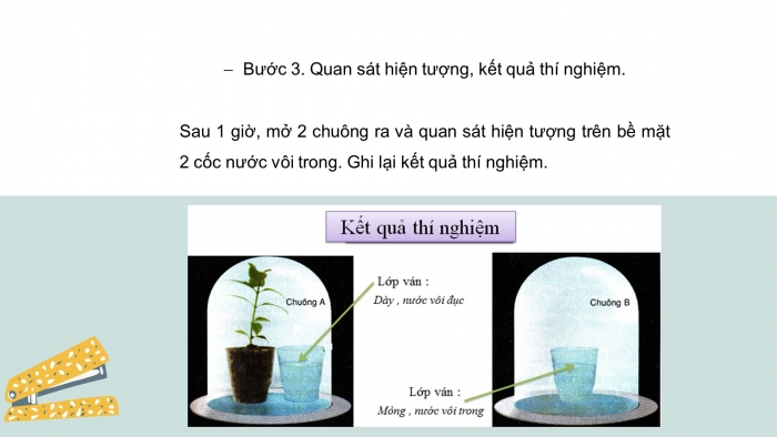 Giáo án điện tử KHTN 7 kết nối – Phần sinh học bài 27: Thực hành hô hấp ở thực vật