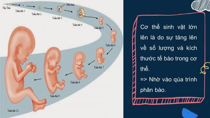 Giáo án điện tử sinh học 9 bài 9: Nguyên phân