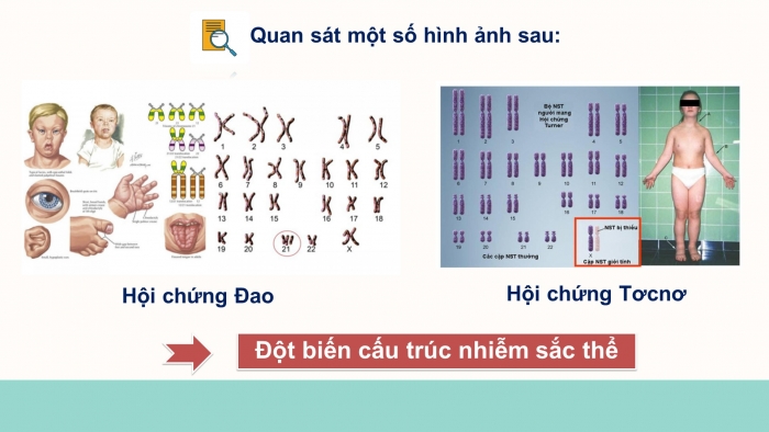 Giáo án điện tử Sinh học 12 bài 5: Nhiễm sắc thể và đột biến cấu trúc nhiễm sắc thể