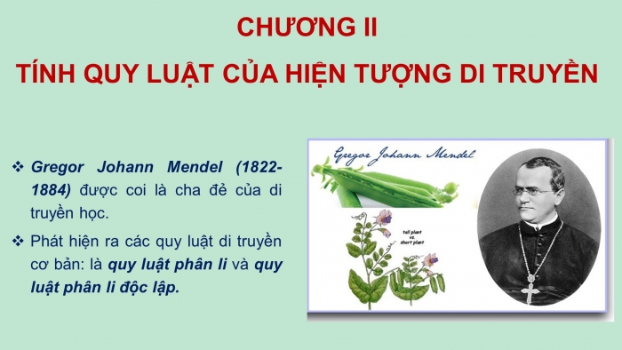 Giáo án điện tử Sinh học 12 bài 8: Quy luật Menđen: Quy luật phân li