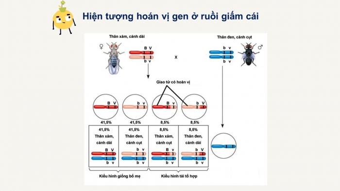 Giáo án điện tử Sinh học 12 bài 11: Liên kết gen và hoán vị gen