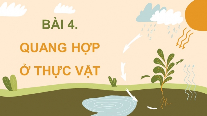 Giáo án điện tử Sinh học 11 cánh diều Bài 4: Quang hợp ở thực vật (P2)