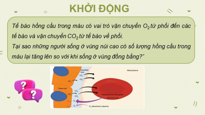 Giáo án điện tử Sinh học 11 chân trời Bài 9: Hô hấp ở động vật