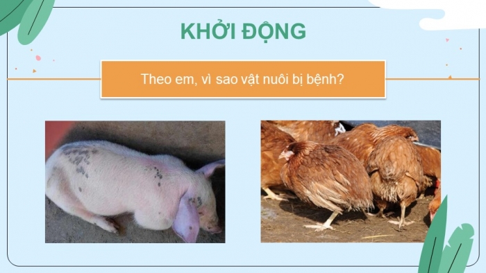 Bài giảng điện tử công nghệ 7 kết nối tri thức bài 11: Phòng và tri bệnh cho vật nuôi