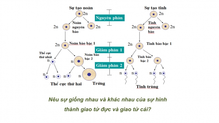 Giáo án điện tử sinh học 9 bài 12: Cơ chế xác định giới tính