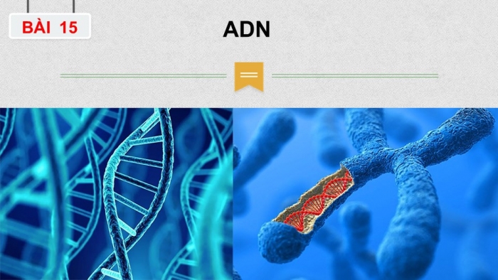 Giáo án điện tử sinh học 9 bài 15: ADN