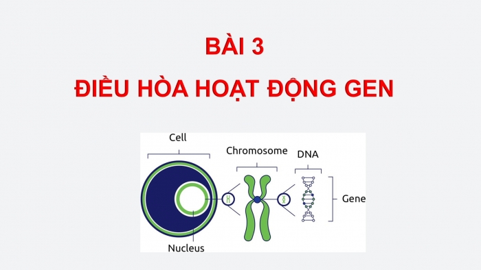 Giáo án điện tử Sinh học 12 bài 3: Điều hoà hoạt động gen