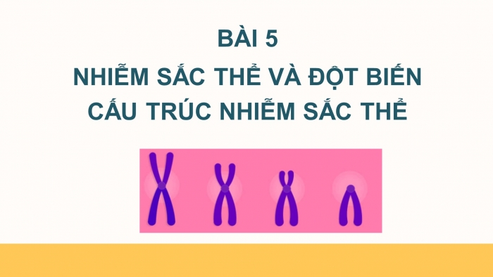 Giáo án điện tử Sinh học 12 bài 5: Nhiễm sắc thể và đột biến cấu trúc nhiễm sắc thể