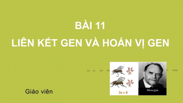 Giáo án điện tử Sinh học 12 bài 11: Liên kết gen và hoán vị gen