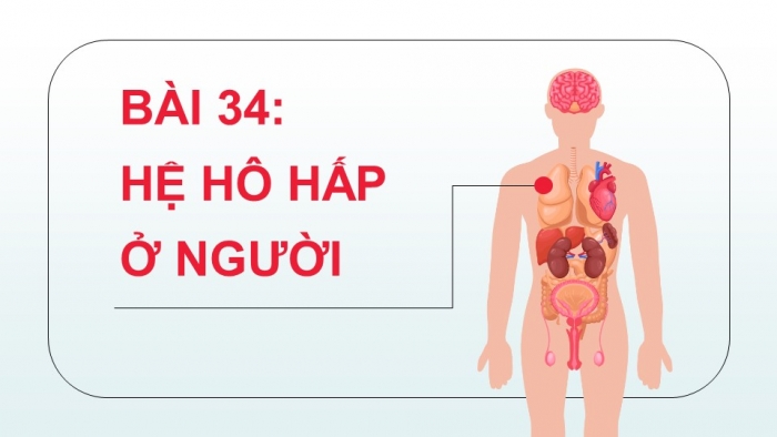 Giáo án điện tử KHTN 8 kết nối Bài 34: Hệ hô hấp ở người