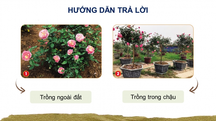 Giáo án điện tử Công nghệ 4 cánh diều Bài 4: Chậu và giá thể trồng hoa, cây cảnh