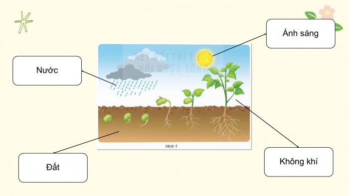 Giáo án điện tử Khoa học 4 kết nối Bài 15: Thực vật cần gì để sống?
