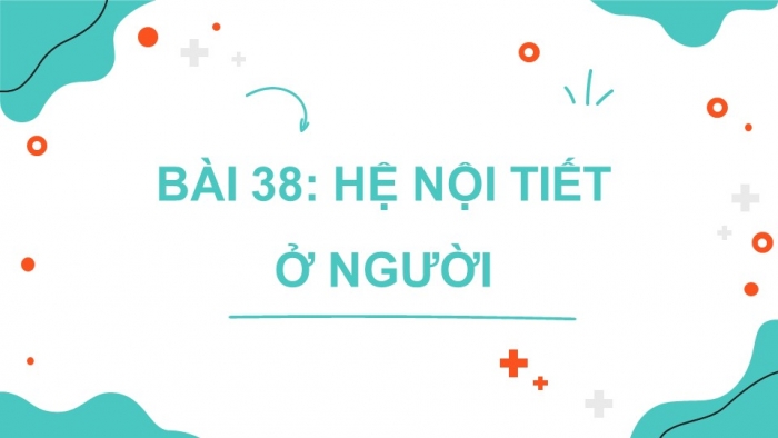 Giáo án điện tử KHTN 8 kết nối Bài 38: Hệ nội tiết ở người