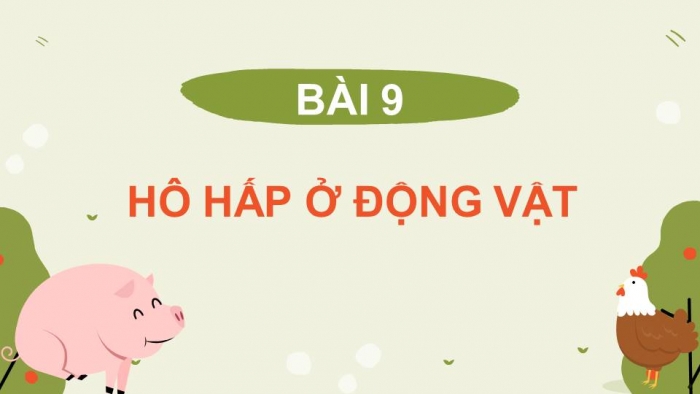 Giáo án điện tử Sinh học 11 chân trời Bài 9: Hô hấp ở động vật