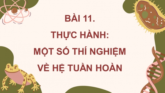 Giáo án điện tử Sinh học 11 chân trời Bài 11: Thực hành: Tìm hiểu hoạt động của hệ tuần hoàn