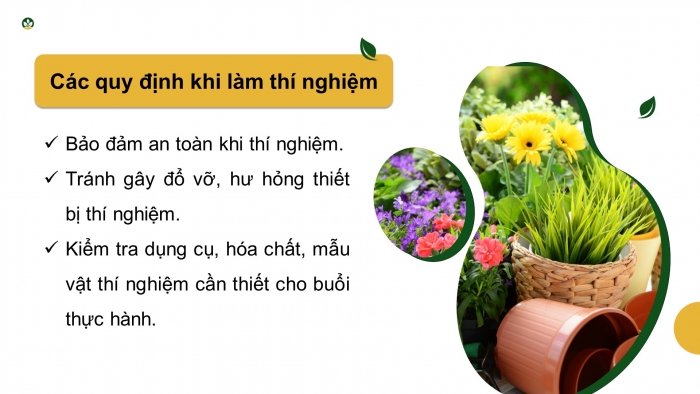 Giáo án điện tử Sinh học 11 chân trời Bài 16: Thực hành: Cảm ứng ở thực vật