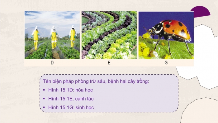Giáo án điện tử công nghệ trồng trọt 10 cánh diều bài 15: Biện pháp phòng trừ sâu, bệnh hại cây trồng
