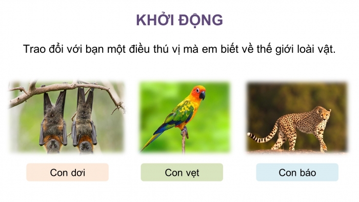 Giáo án điện tử Tiếng Việt 4 kết nối Bài 13 Đọc: Con vẹt xanh