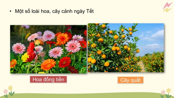 Giáo án điện tử Công nghệ 4 cánh diều Bài 1: Lợi ích của hoa và cây cảnh