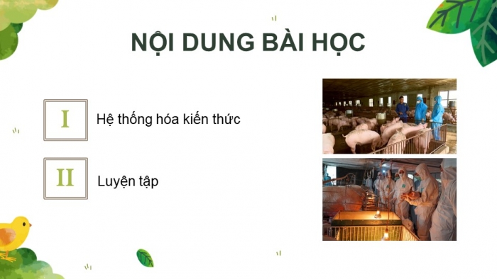 Giáo án điện tử Công nghệ chăn nuôi 11 cánh diều: Ôn tập chủ đề 2