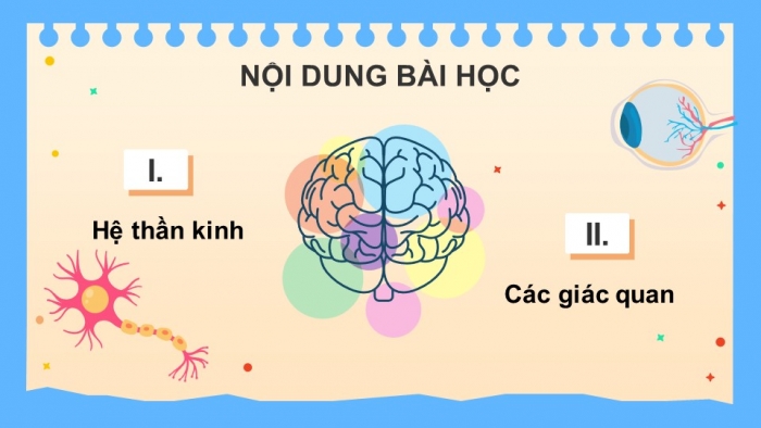 Giáo án điện tử KHTN 8 kết nối Bài 37: Hệ thần kinh và các giác quan ở người