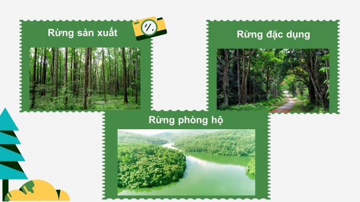 Giáo án điện tử bài: Ôn tập chương 3 -  Vai trò của rừng
