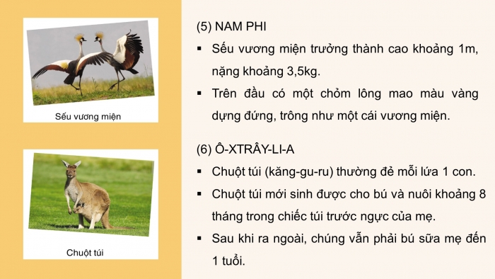 Giáo án điện tử tiếng việt 3 cánh diều tiết: bài đọc 1. Cu-Ba tươi đẹp