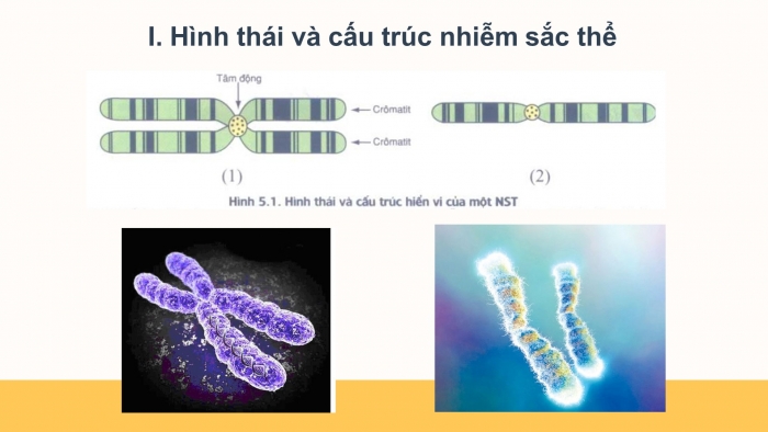 Giáo án điện tử Sinh học 12 bài 5: Nhiễm sắc thể và đột biến cấu trúc nhiễm sắc thể