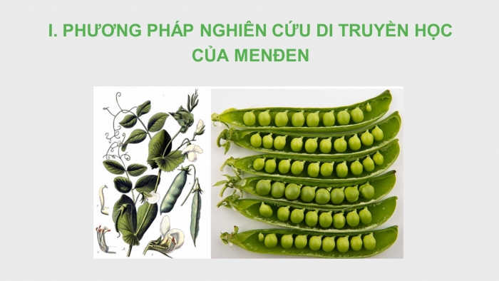 Giáo án điện tử Sinh học 12 bài 8: Quy luật Menđen: Quy luật phân li