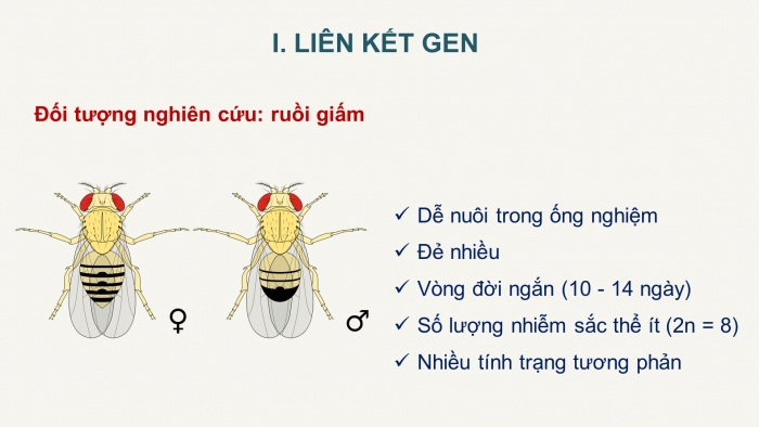 Giáo án điện tử Sinh học 12 bài 11: Liên kết gen và hoán vị gen