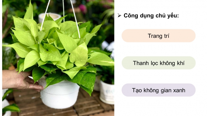 Giáo án điện tử Công nghệ 4 cánh diều Bài 3: Một số loại cây cảnh phổ biến