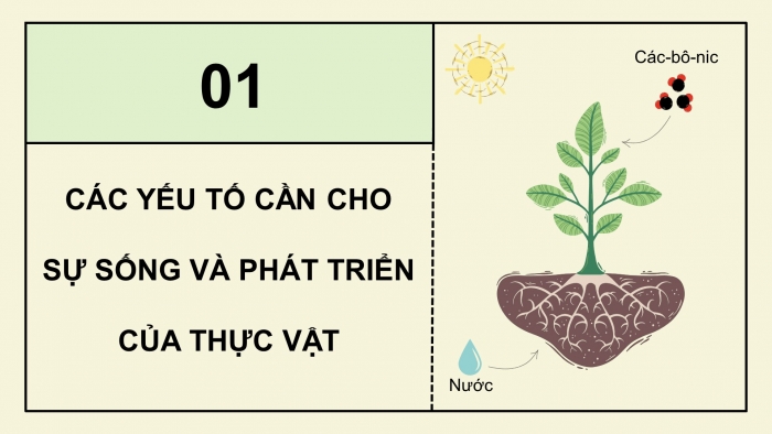 Giáo án điện tử Khoa học 4 cánh diều Bài 13: Nhu cầu sống của thực vật và chăm sóc cây trồng (P1)