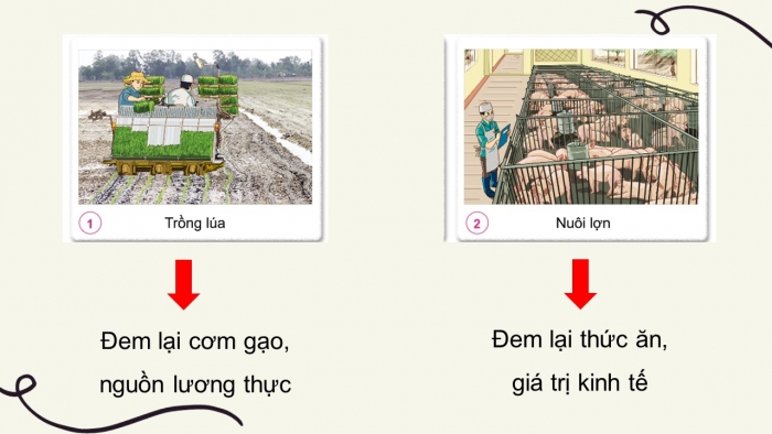 Giáo án điện tử tự nhiên và xã hội 3 cánh diều bài 9: Hoạt động sản xuất nông nghiệp